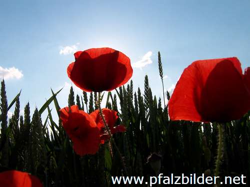 005~Wiesenblumen-2006