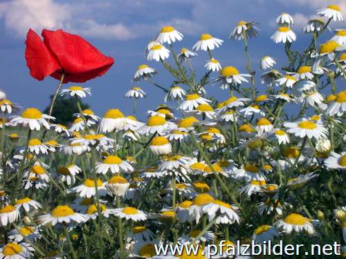 013~Wiesenblumen-2006