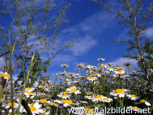 018~Wiesenblumen-2006