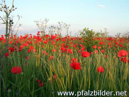031~Wiesenblumen-2006