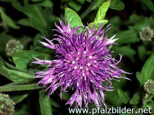 002~Wiesenblumen-2006