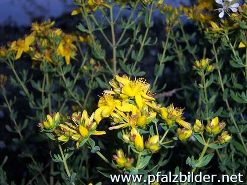 003~Wiesenblumen-2006