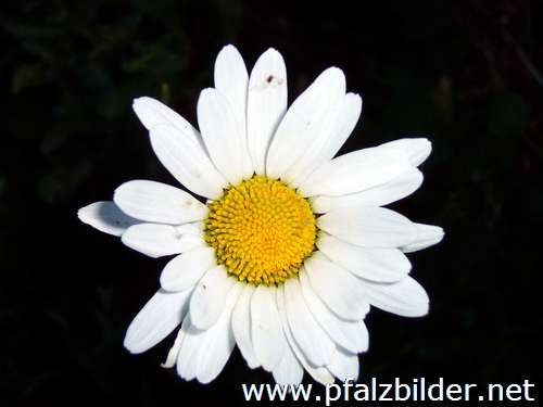 004~Wiesenblumen-2006