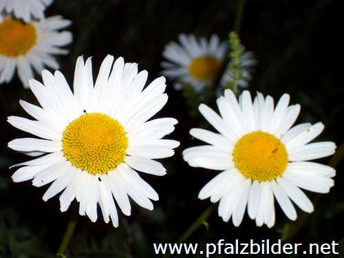 005~Wiesenblumen-2006