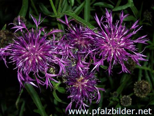 006~Wiesenblumen-2006