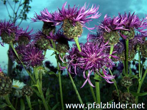 008~Wiesenblumen-2006