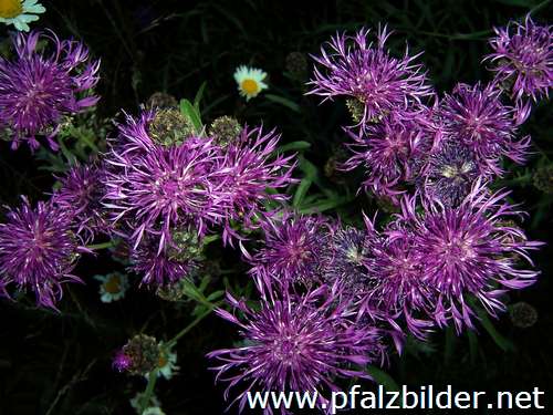 009~Wiesenblumen-2006