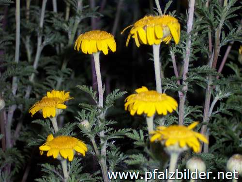 010~Wiesenblumen-2006