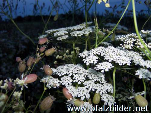 013~Wiesenblumen-2006