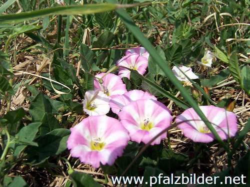 020~Wiesenblumen-2006