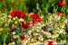 Sommerwiese~008