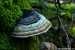 Pilze Legelbachtal~003
