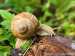 Weinbergschnecke~003