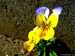 Fruehling 2011~019