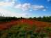Klatschmohn~002